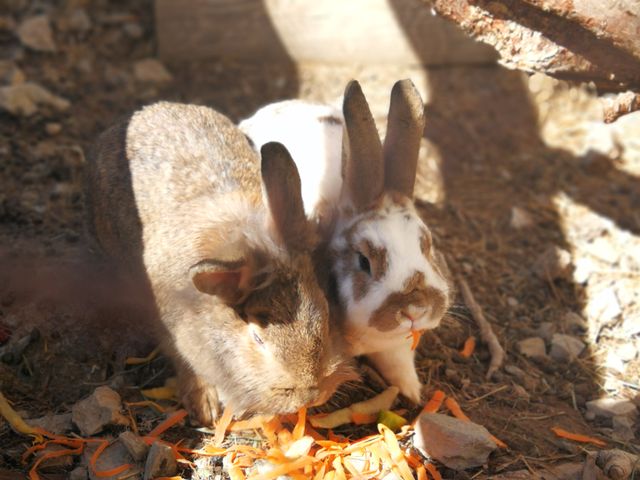 Ferienhaus Unterreithof