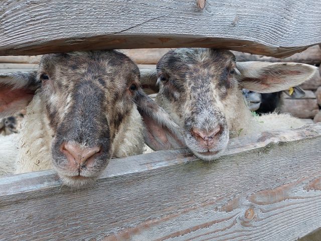 Ferienhaus Unterreithof