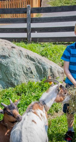 Familienbauernhof Griesbichlhof im Grossarltal