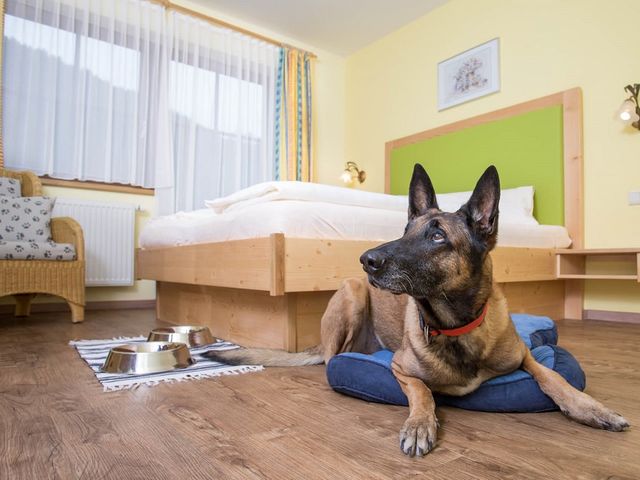 Hotel Grimming dogs & friends