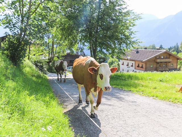 Bauernhof Nachbarbauer