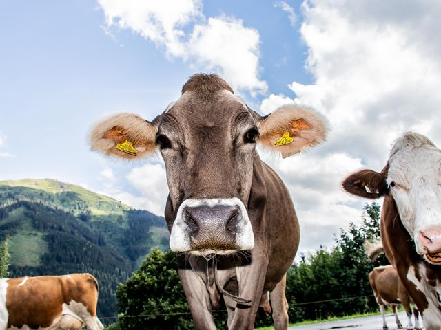 Ferienwohnung Neureithof