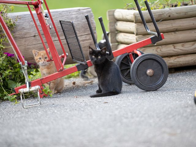 Bauernhof Perfeldhof