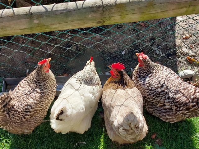 Bauernhof Unterreithof